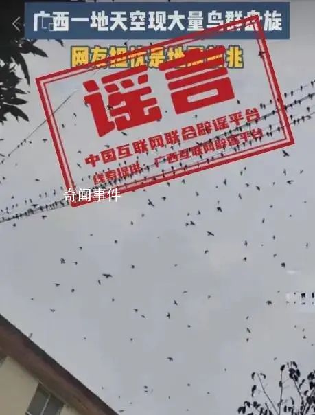 鸟群盘旋是地震前兆?多地辟谣